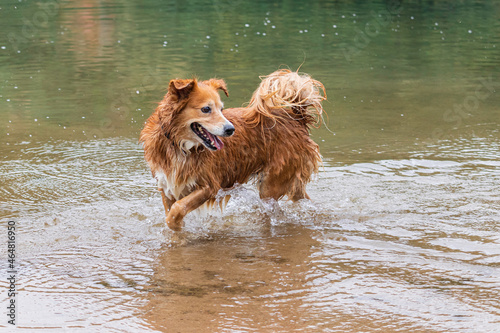 Chien