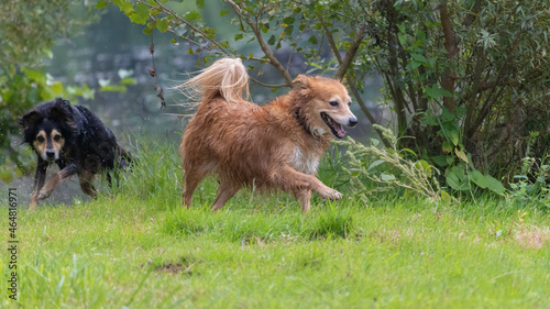 Chien