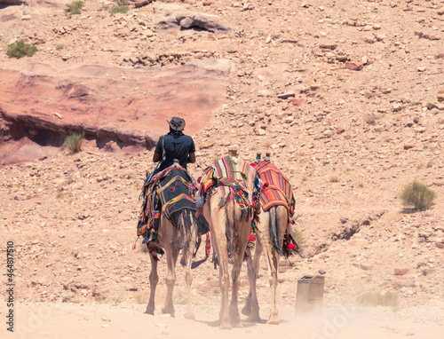Local bedouin guide riding a camel in the desert of Petra, Jordan. Rear view © Cristi