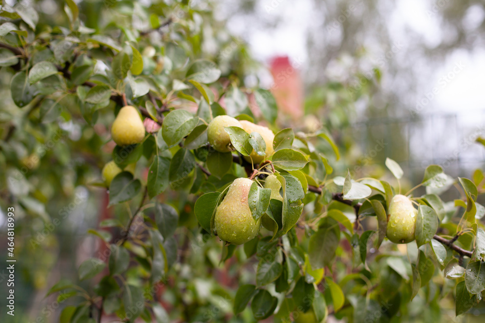 Fototapeta premium Pear tree on the rain