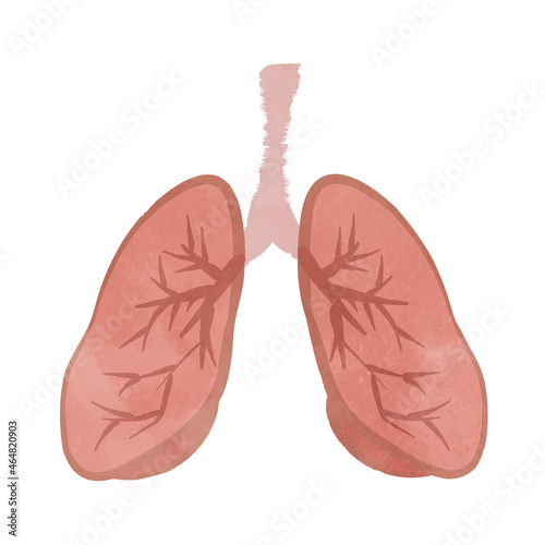 Illustration of organs and lungs