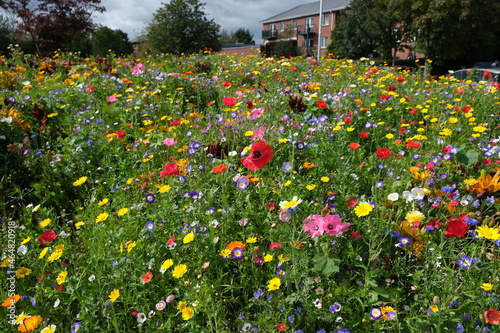 Wild Flowers Bees & Butterflies