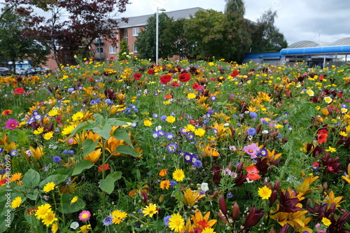 Wild Flowers Bees and Butterflies