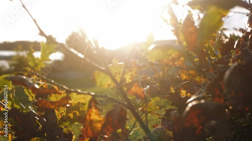 Close up view of leaves at sunset in the autumn. Yellow, green and brown colored leaf. Amundon, Sweden. 4K footage. photo