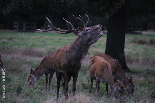 Fototapeta Naklejka Na Ścianę i Meble -  A view of a Red Deer in the Cheshire Countryside