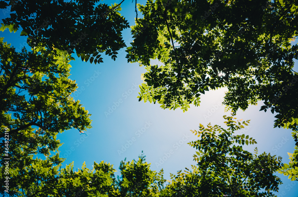 Fototapeta premium tree and sky