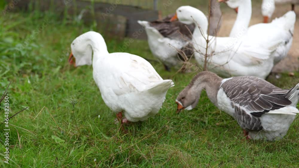 Geese swim in the river and pinch grass off the coast. A flock geese swimming in the pond on a summer day in a farm. Geese swim in the river and pinch grass off the coast. A flock geese swimming in the pond on a summer day in a farm.