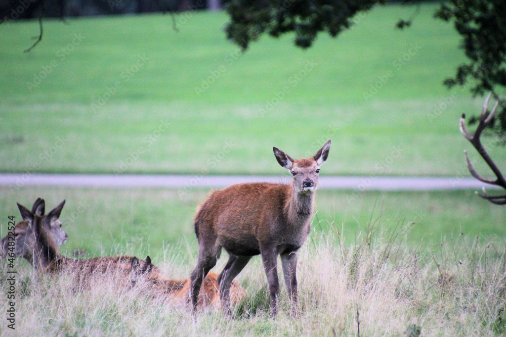 Obraz premium A close up of a Red Deer in the countryside