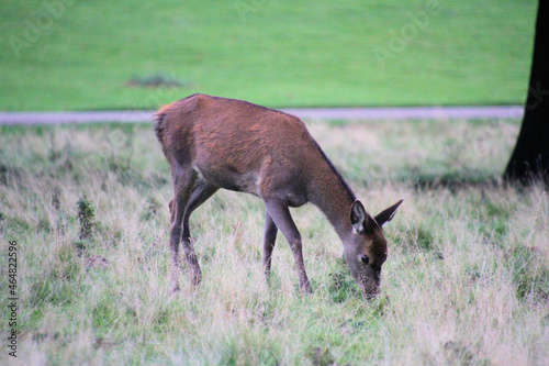Fototapeta Naklejka Na Ścianę i Meble -  A close up of a Red Deer in the countryside