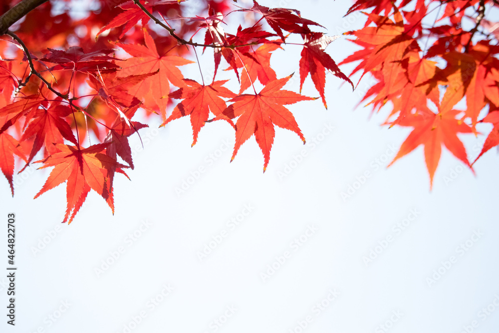 Beautiful red maple leaves, Autumn colors. Beautiful red maple leaves, Autumn colors.