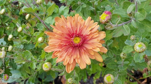 Beautiful flower in the garden for good colorful floral background