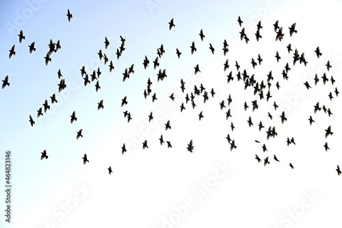 Flock of Starlings Over a Coastal Location