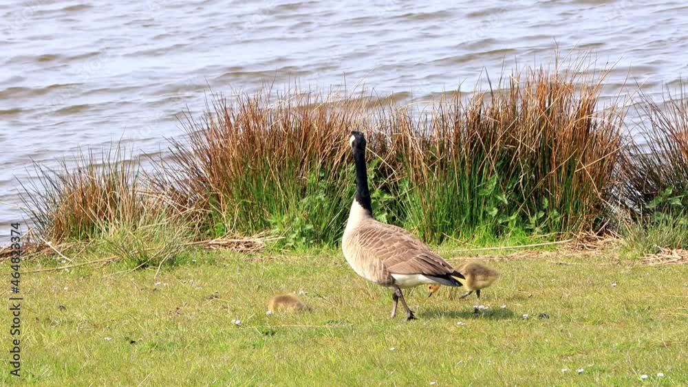 Canada Geese with her Chicks at a lake, Nature reserve
Canada Geese with her Chicks at a lake, Nature reserve