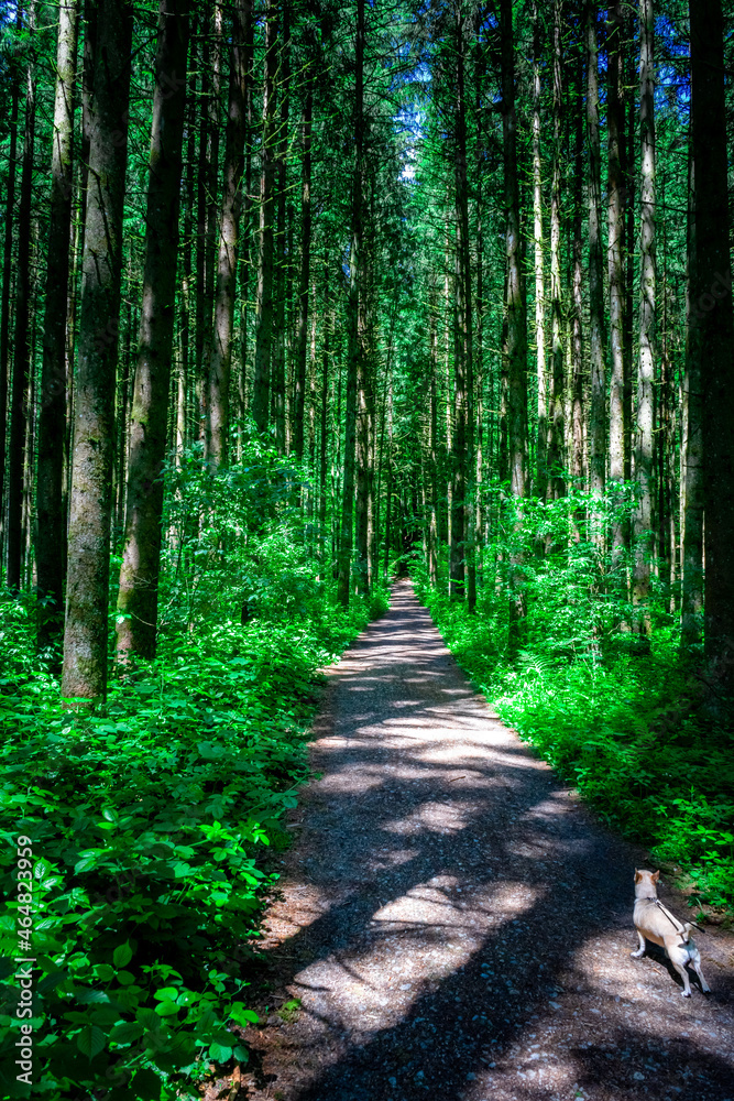 Obraz premium Hiking along Ilz Valley between Schneidermühle und Schrottenbaummühle