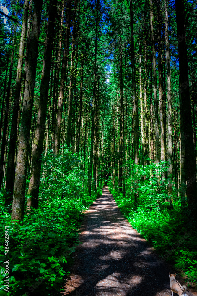 Obraz premium Hiking along Ilz Valley between Schneidermühle und Schrottenbaummühle