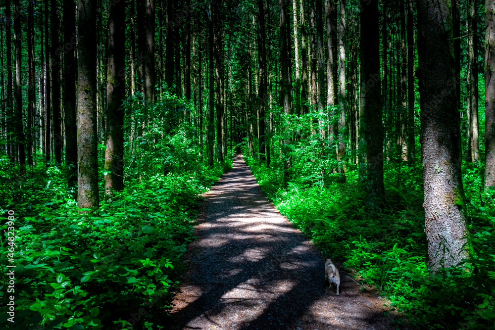 Fototapeta premium Hiking along Ilz Valley between Schneidermühle und Schrottenbaummühle