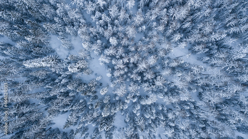 blue winter landscape forest, winterwonderland trees covered in snow, first snow in the mountains, outdoor playground, skiing season, © Salvisberg
