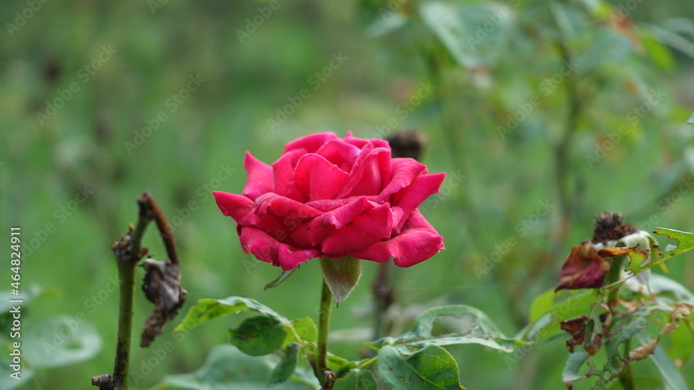 Closeup of a pink rose flower at Sunder Nursery in Delhi in India