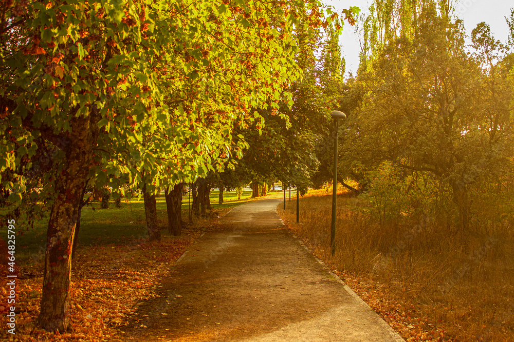Autumn in the park.Nature.Pathway full of trees.Trees of a park during sunset.Landscape background.Green trees and sunset.Pathway of a park.Garden.Romantic pathway.Romantic vibe