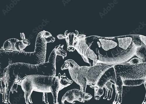 Hand-sketched farm animals vector banner on chalkboard. Cow, lama, donkey, goat, rabbit, sheep and other vintage animals. Farm hand-drawings perfect for label, icon, packaging, banners, books.