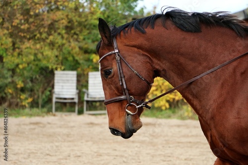 close up of a quarter horse head with bridle while being ridden