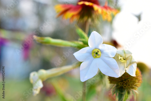 Fototapeta Naklejka Na Ścianę i Meble -  Multicolored fragrant tobacco flowers in the garden