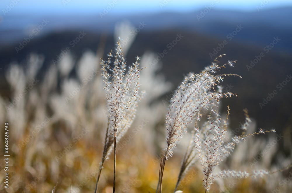 frost on grass frost on grass