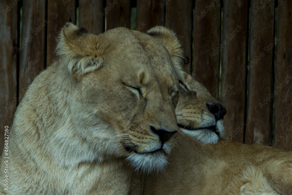 Fototapeta premium portrait of a lion