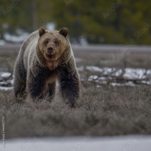 A Wyoming grizzly bear gives a deep stare.   photo