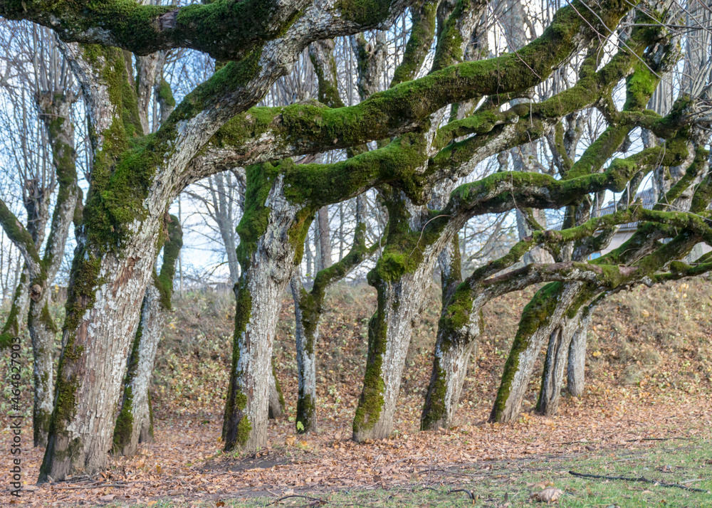 linden tree alley in the manor park, trees in autumn without leaves on the ground leaf texture, old tree trunks, tree branches curved in abstract forms, Katvaru manor lindens, Latvia linden tree alley in the manor park, trees in autumn without leaves on the ground leaf texture, old tree trunks, tree branches curved in abstract forms, Katvaru manor lindens, Latvia