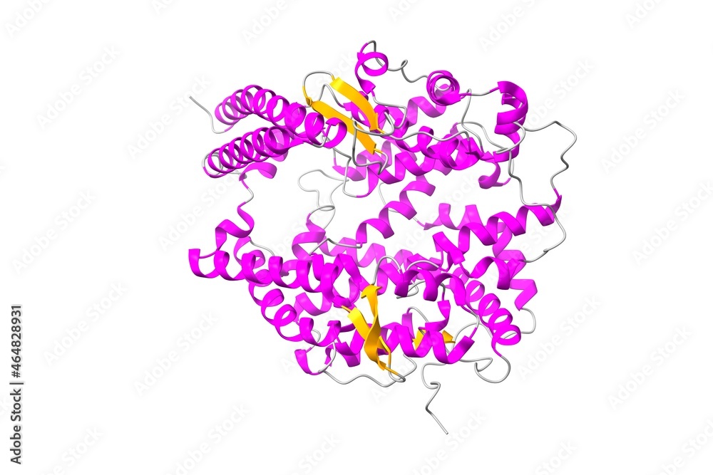 Structure of human angiotensin converting enzyme 2 (ACE2). 3D cartoon model, secondary structure color scheme, PDB 1r42, white background Structure of human angiotensin converting enzyme 2 (ACE2). 3D cartoon model, secondary structure color scheme, PDB 1r42, white background
