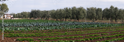 Cultivation, organic vegetable garden