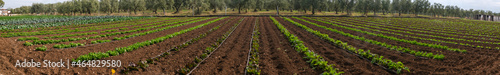Cultivation, organic vegetable garden
