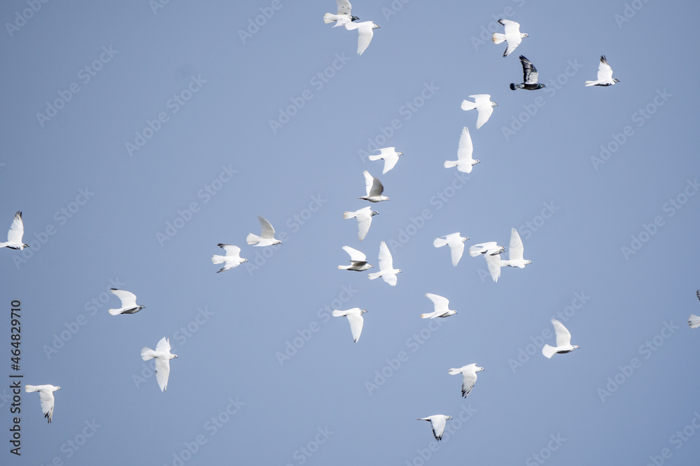 Obraz premium Stado białych gołębi latające po niebieskim niebie. gołębie, ptaki. 