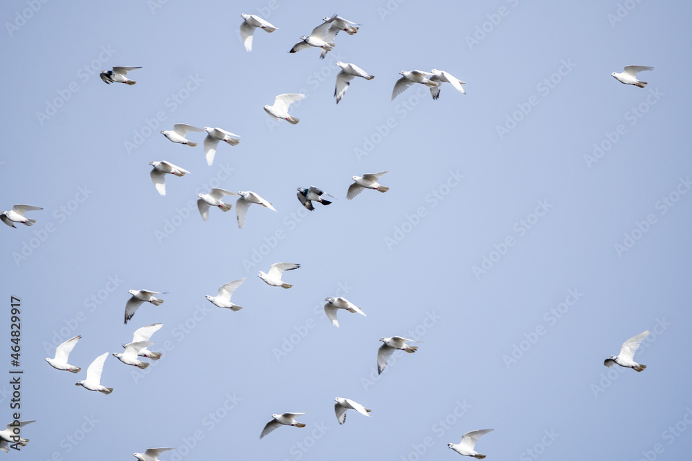 Stado białych gołębi latające po niebieskim niebie. gołębie, ptaki.  - obrazy, fototapety, plakaty 