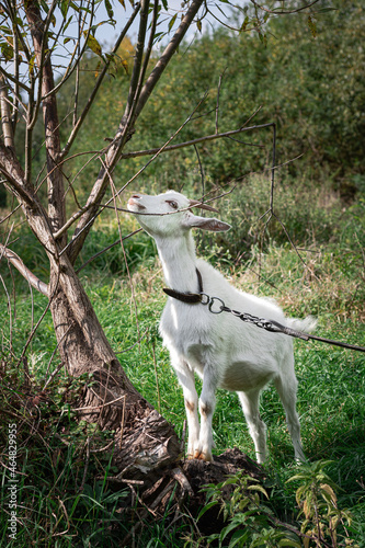 white goat on a meadow. white goat stands on a tree. a goat grazes in a meadow. goat on a leash. goat on a leash. a little goat grazes on a green meadow