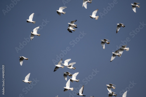 Stado białych gołębi latające po niebieskim niebie. gołębie, ptaki. 