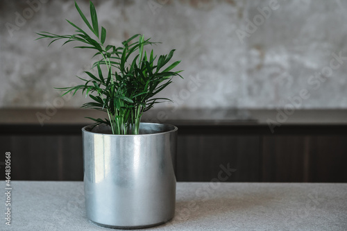 Areca palm, Dypsis lutescens on a gray countertop in modern home kitchen.