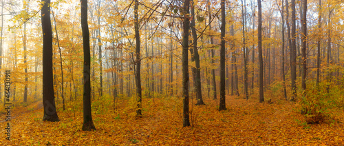 Autumn landscape in the forest with colorful yellow and orange leaves on the ground and tree branches.