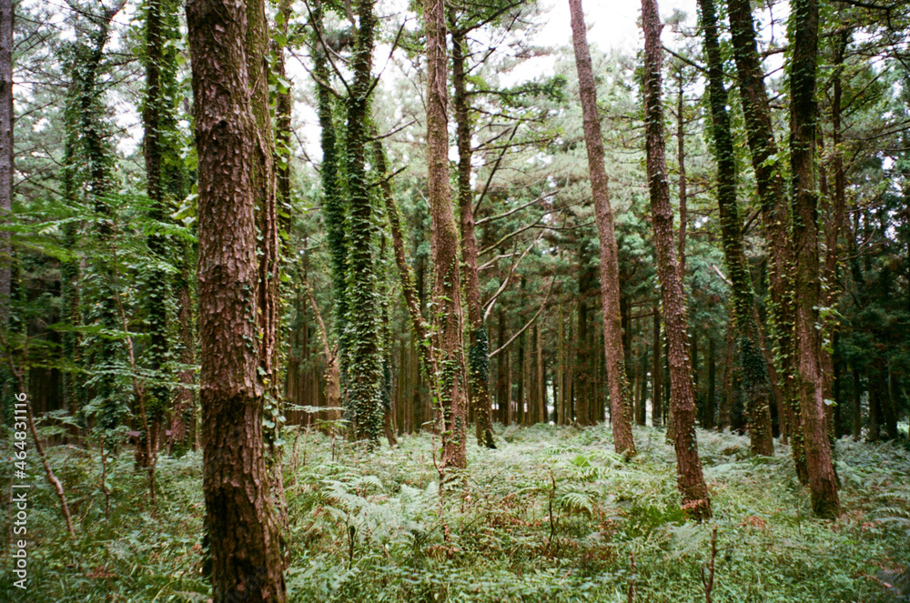 Obraz premium plants and tree in the forest