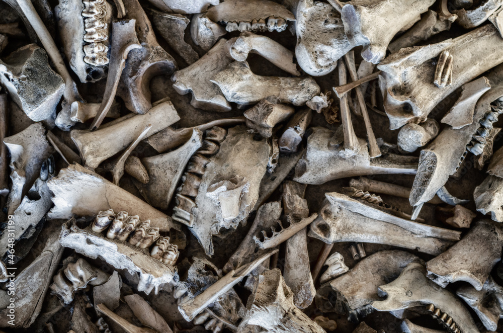 Background of the different animal bones. Background of the different animal bones.