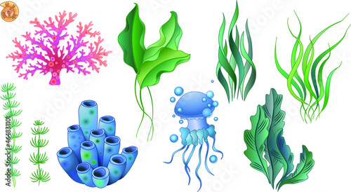 Set of vector illustrations of algae and marine life. Stems and leaves, jellyfish and corals