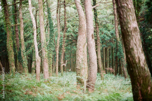 plants and tree in the forest photo