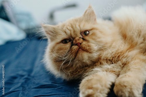 Piękny kot rudy pers