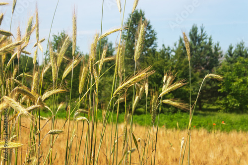 Landscape with wheat. Candid.