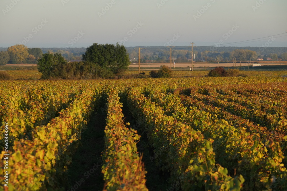 The vineyards at Meursault during autumn. The 19th october 2021, Burgundy region, France.