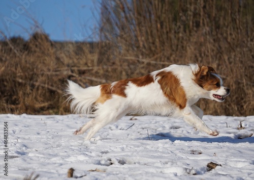 beautiful brown and white mixed dog is running on a field in the snow