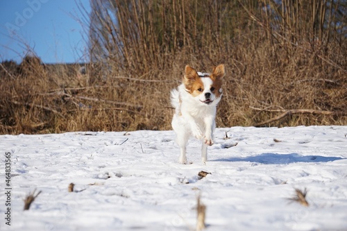 Fototapeta Naklejka Na Ścianę i Meble -  beautiful brown and white mixed dog is running on a field in the snow