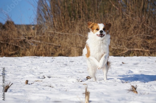 Fototapeta Naklejka Na Ścianę i Meble -  beautiful brown and white mixed dog is running on a field in the snow