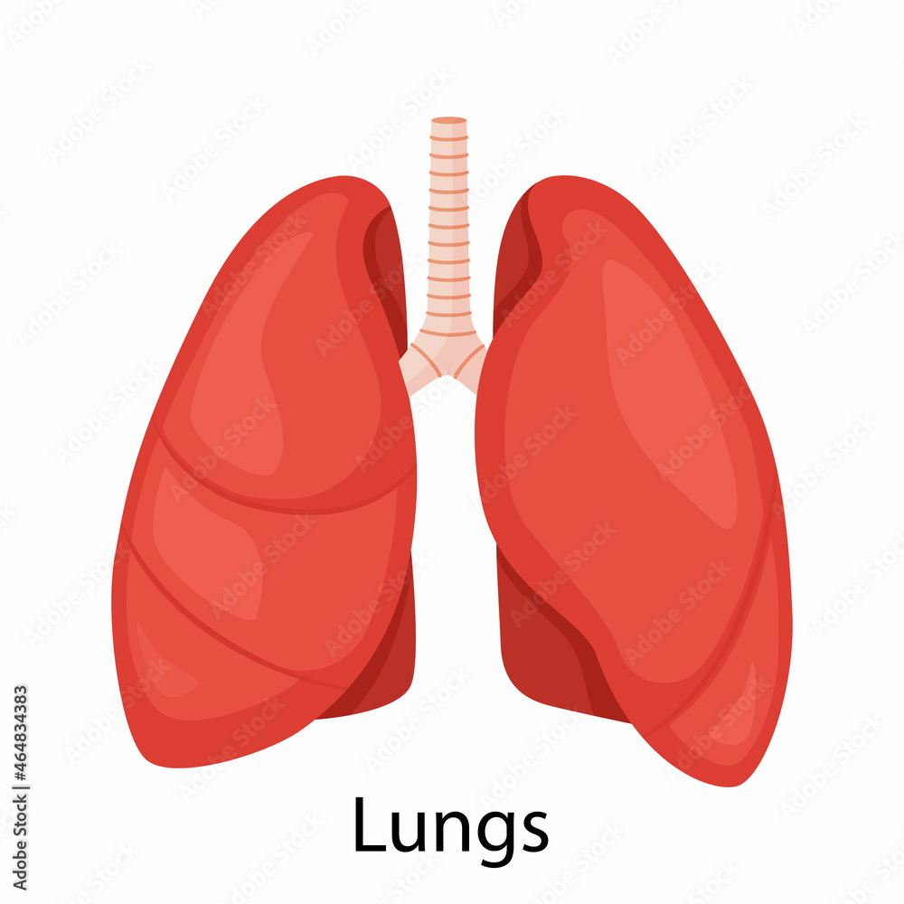 Lungs icon, flat style. Internal organs of the human, design element, logo. Anatomy, medicine concept. Healthcare. Isolated on white background. Vector illustration Lungs icon, flat style. Internal organs of the human, design element, logo. Anatomy, medicine concept. Healthcare. Isolated on white background. Vector illustration